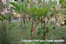 Donax canniformis