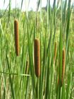 Typha angustifolia