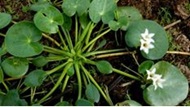 Nymphoides indica