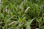Polygonum barbatum