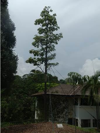 Tree planted by Prime Minister Lee Hsien Loong News 