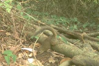 slender squirrel