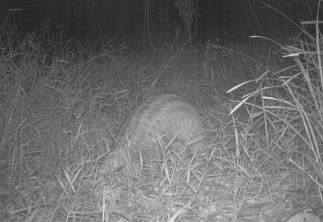 sunda pangolin