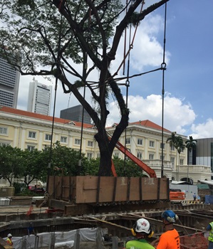 Rain tree being transplanted in the Civic Distric