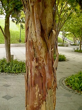 Kayu Arang bark