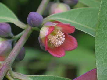 Kayu Arang flower