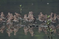 Blacktailed Godwit