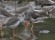 Common Redshank
