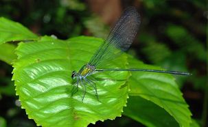 Common Flashwing
