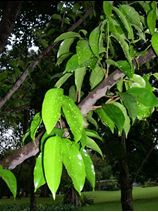 Kayu Gaharu