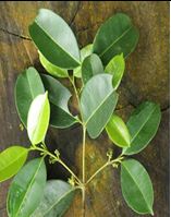 Corkwood