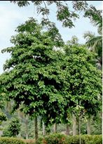 Kelumpang Burong