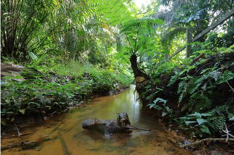 Freshwater stream