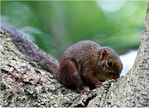 Slender Squirrel