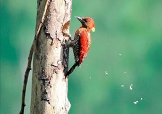 Banded Woodpecker