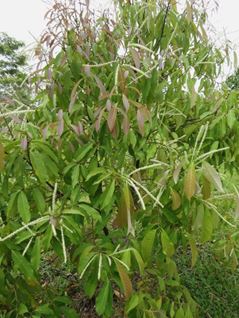 Braided Chestnut