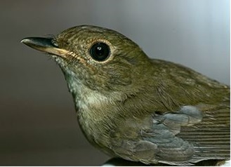 Brownchested Jungle Flycatcher