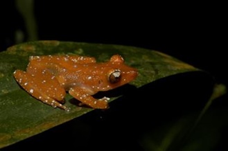 Cinnamon Bush Frog