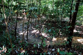 Coconut Berms