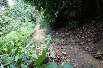 Downhill Rush