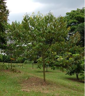 Light Red Meranti