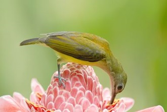Little Spiderhunter