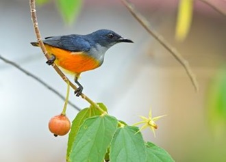 Orangebellied Flowerpecker