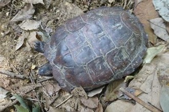 Spiny Terrapin
