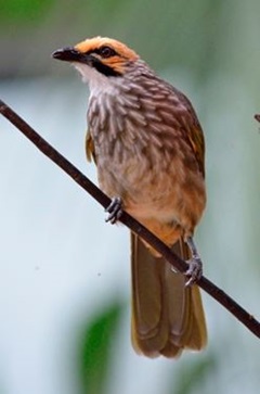 Strawheaded Bulbul