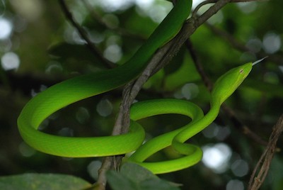 Oriental Whip Snake