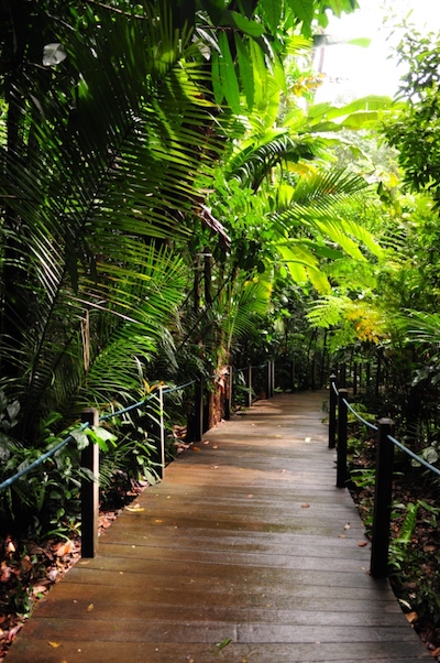 rainforest tour singapore botanic gardens