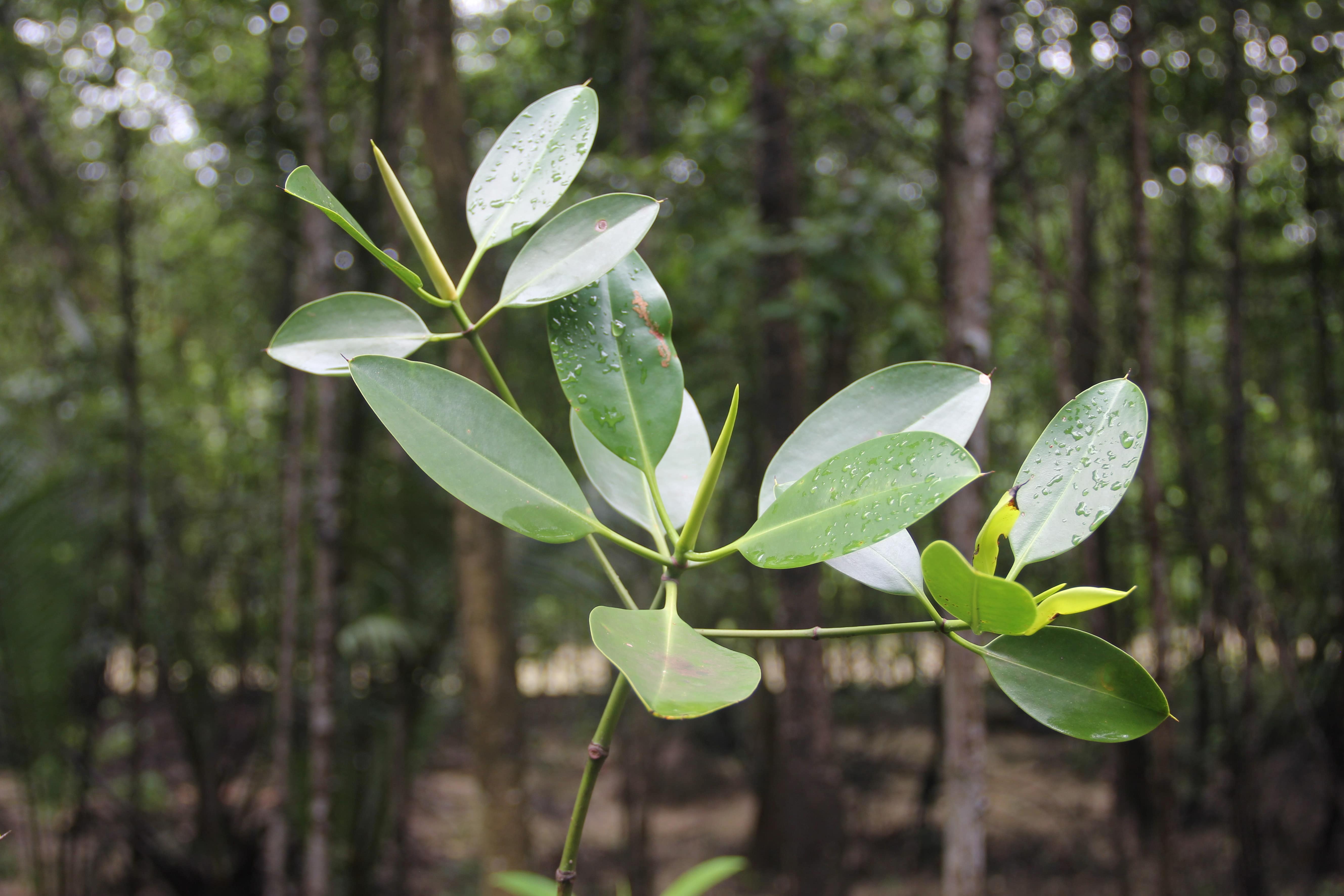 Trees of the Mangroves