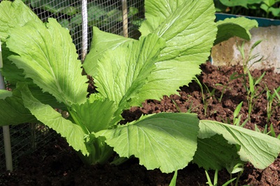 Growing Five Leafy Vegetables