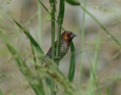 How Now Brown Bird