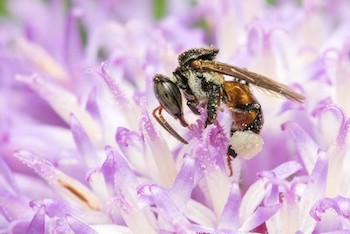 The Wings Behind Flowers