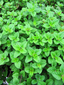 Regrow! The Process of Vegetative Propagation III – Herbs