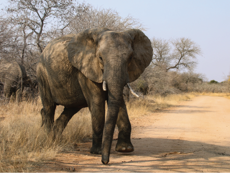Five Facts About Ban of Domestic Trade in Elephant Ivory