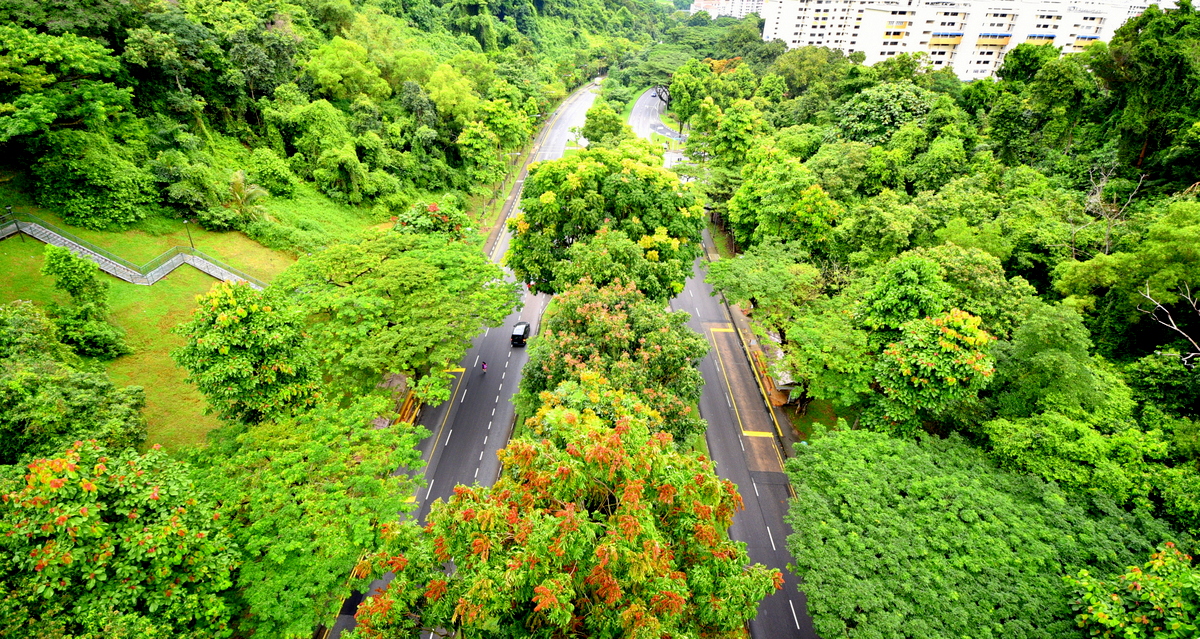 The Gift of Trees