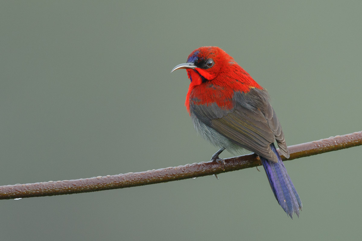 Crimson Sunbird