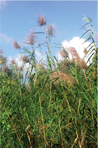 Return of a Giant Reed 