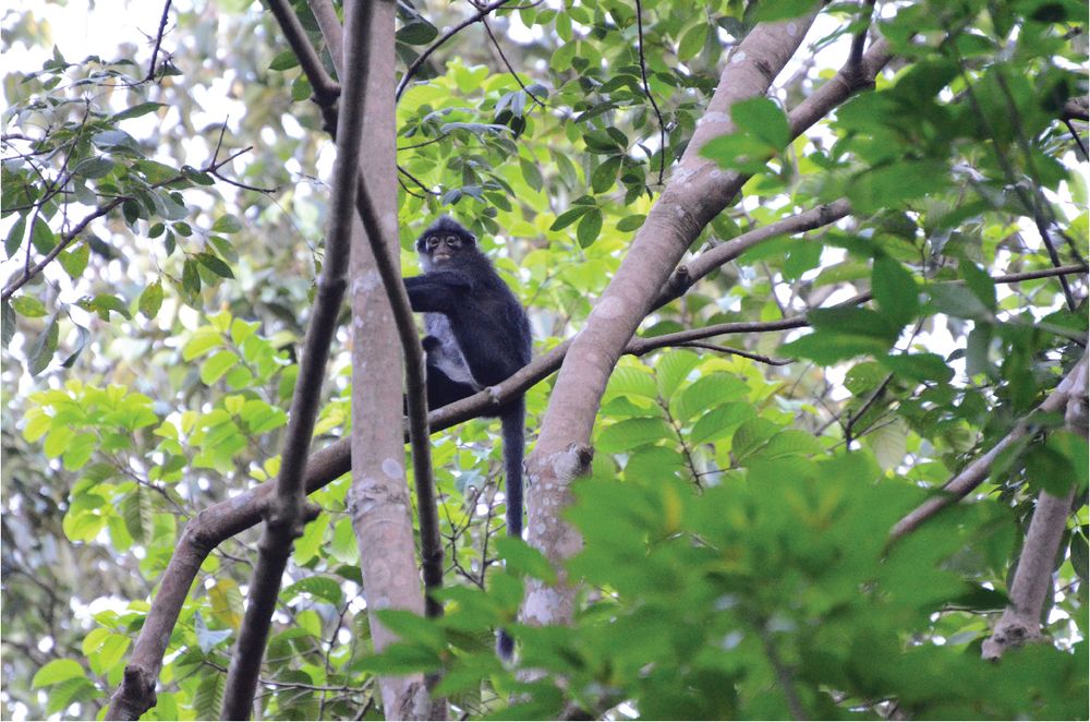 Hello MacRitchie