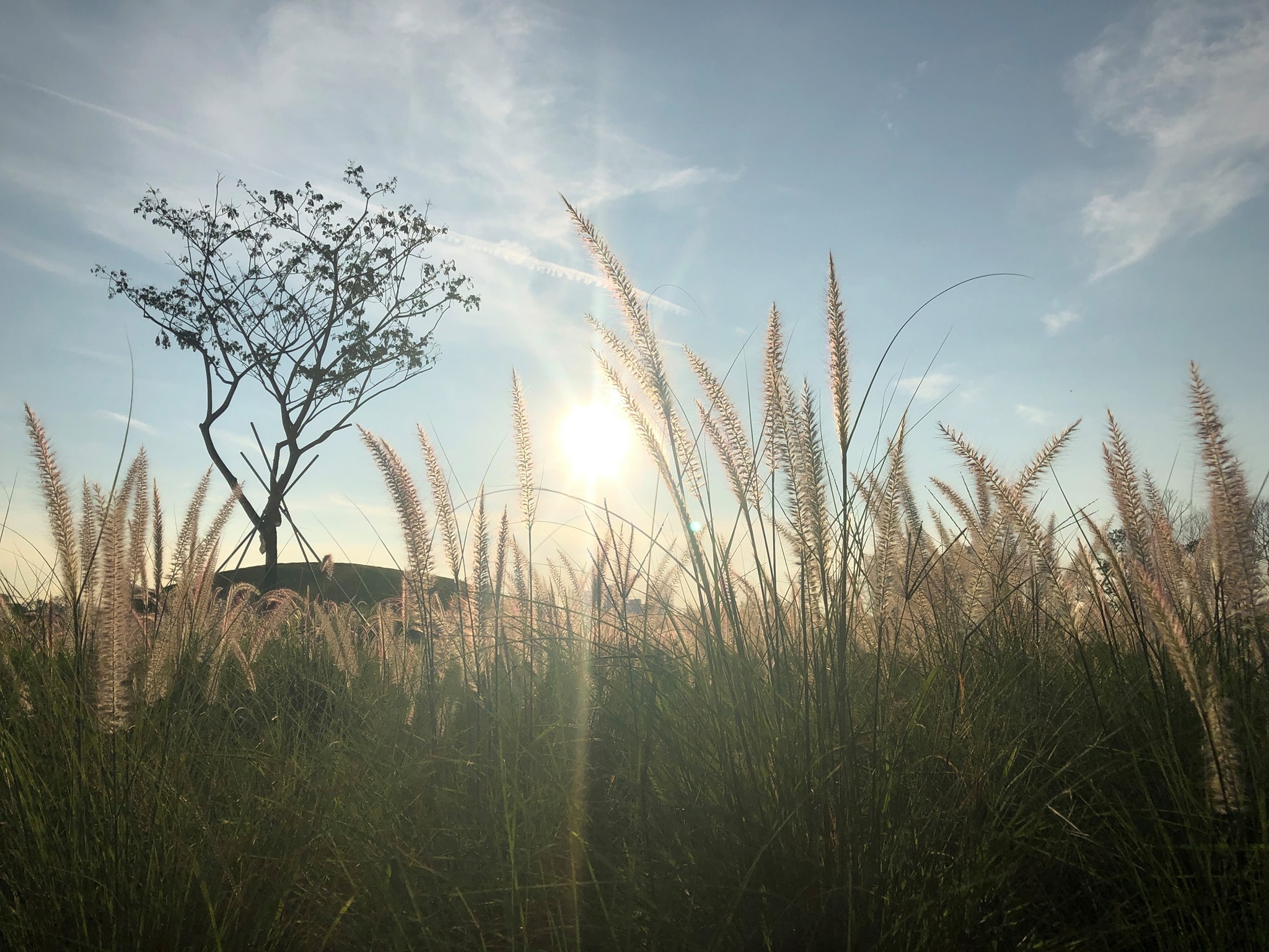 Our City in Nature Explained: Climate Resilience