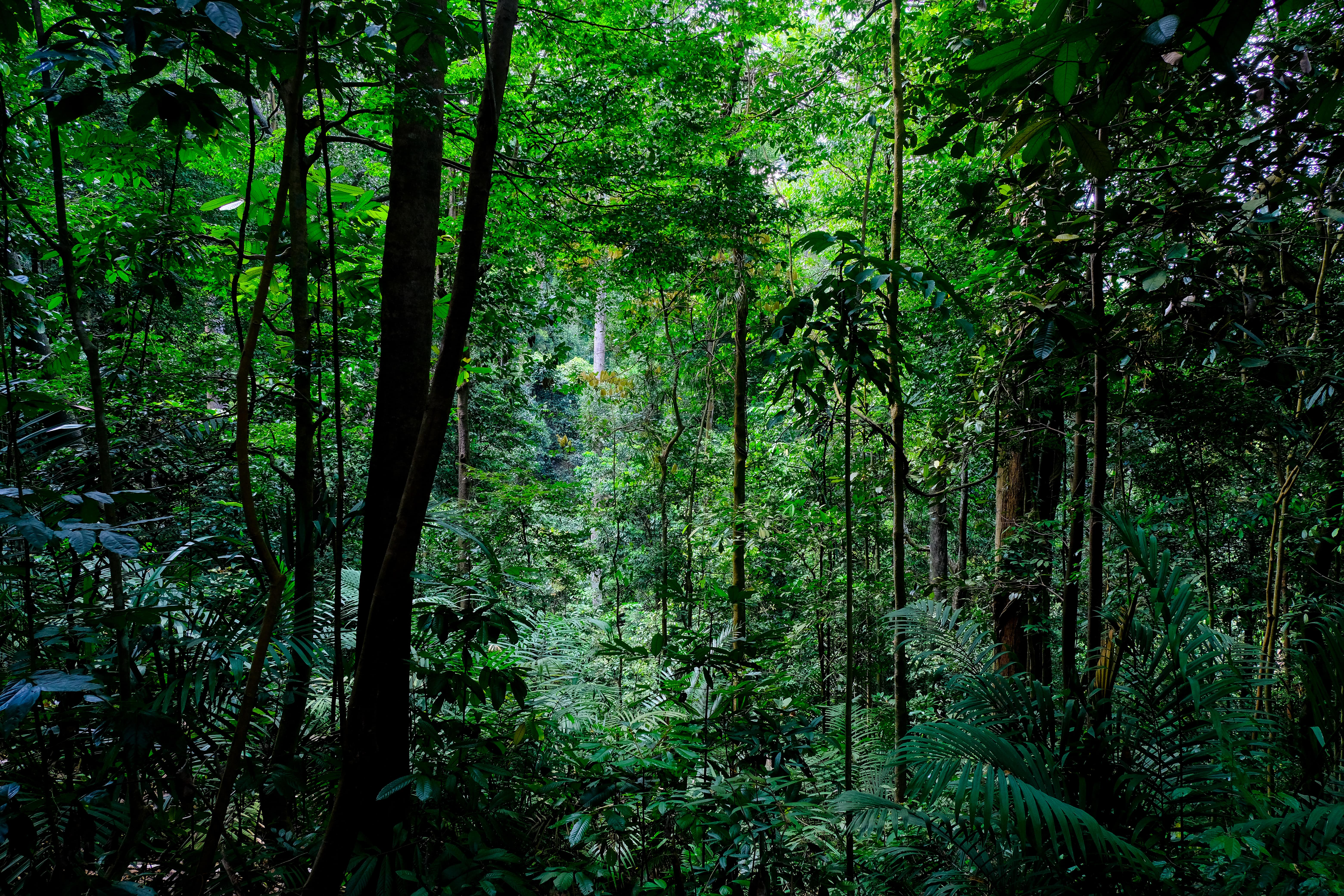 The Story of Native Forests