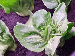 edible gardening p1