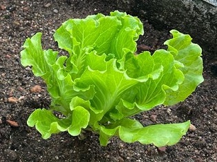 edible gardening p2