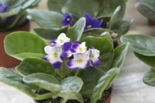 africanviolet