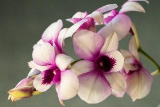 grow epiphyte orchids