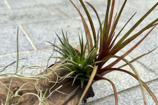 epiphytes