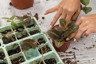 homegardening