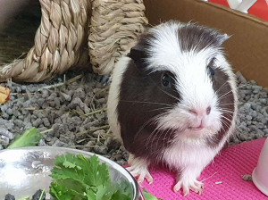 guinea pigs 16 dec
